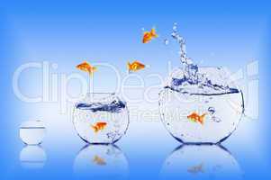 Goldfish jump