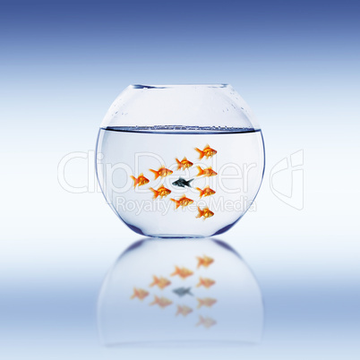 Goldfish swim