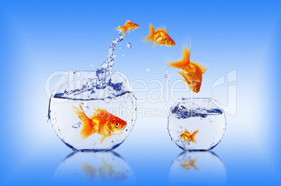 Goldfish jump