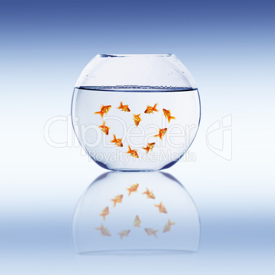 Goldfish swim