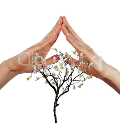 Hands and Money Tree