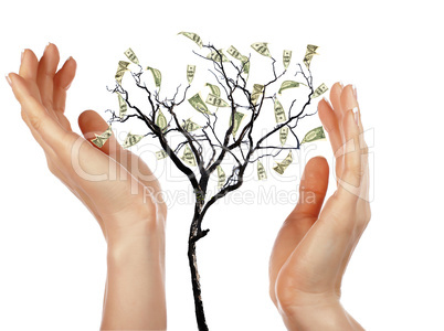 Hands and Money Tree