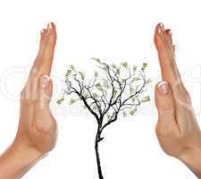 Hands and Money Tree
