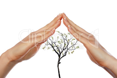 Hands and Money Tree