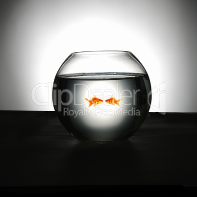 Goldfish swim