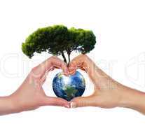 Hands,  Earth and the tree