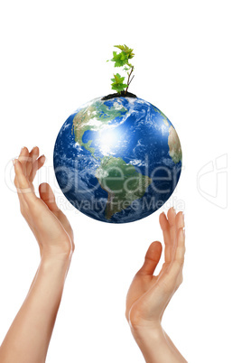 hands, the sprout and  Earth