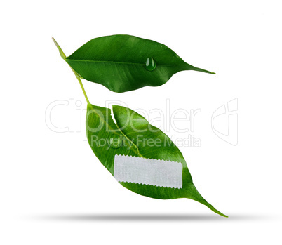 wounded green leaf
