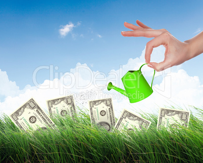 Human hand watering money tree