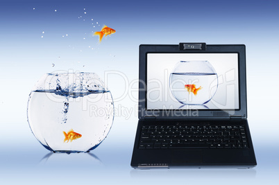 Goldfish and laptop