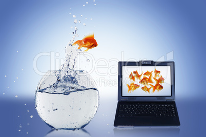 Goldfish and laptop