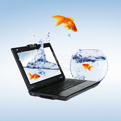 Goldfish and laptop