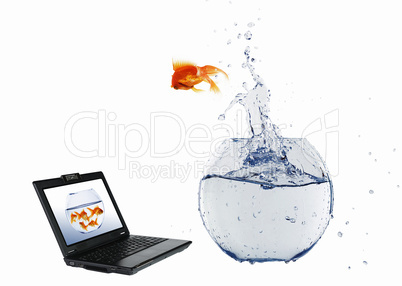 Goldfish and laptop