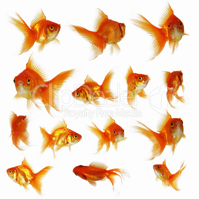 Goldfish