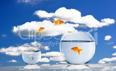 Goldfish and Aquarium