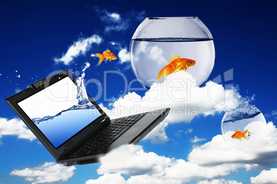 Goldfish and laptop