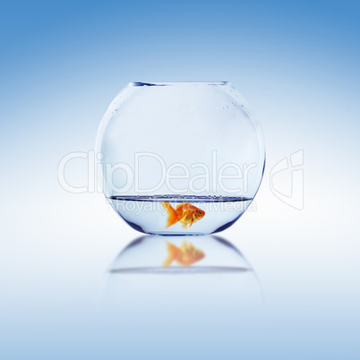 Goldfish and Aquarium