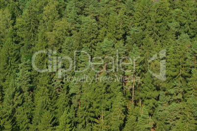 Fichtenwald - spruce forest 02