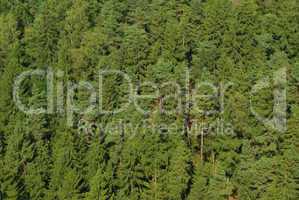 Fichtenwald - spruce forest 02