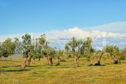 Olivenhain - olive grove 29