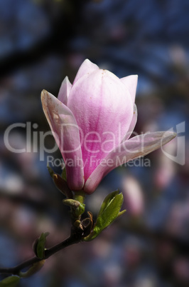 Magnolienblüte