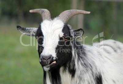 Portrait of a goat