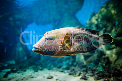 fish - Cheilinus undulatus
