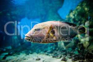 fish - Cheilinus undulatus