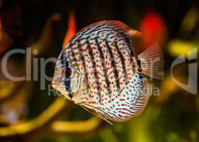 Symphysodon discus