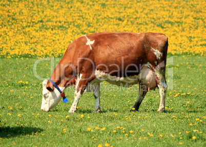 Cow eating dandelion flowers by spring weather