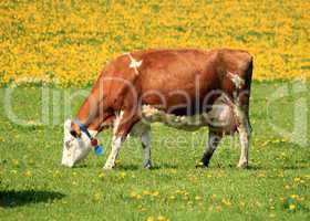 Cow eating dandelion flowers by spring weather