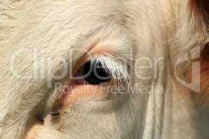 Eye of a cow