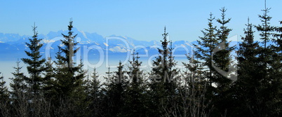 Alps behind fir trees