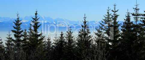 Alps behind fir trees