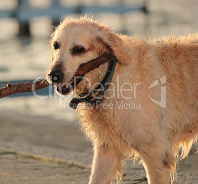 Labrador retriever holding a piece of log