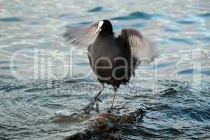 Coot duck shaking wings