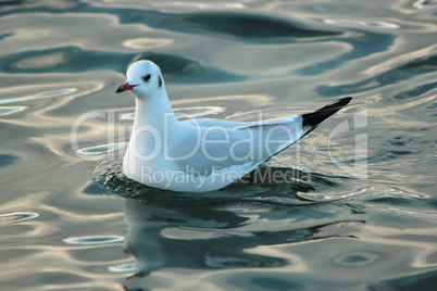 Seagull on water