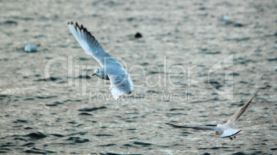 Seagulls flying