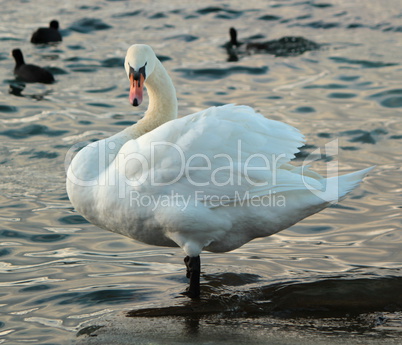 Swan standing in water