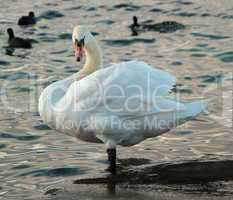 Swan standing in water