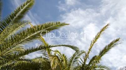 nice Weather under Palm Trees Timelapse