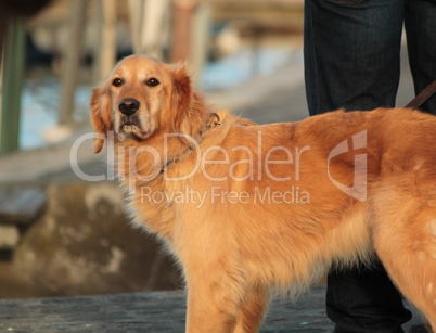 Golden labrador retreiver dog