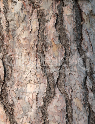Black pine bark texture