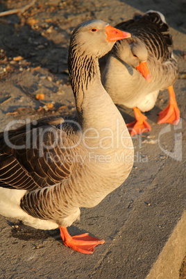 Wild gooses by sunset