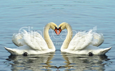 Loving swans