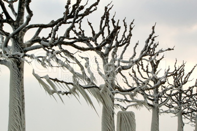 Frozen trees