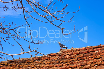 Dove standing on an old tiled roof