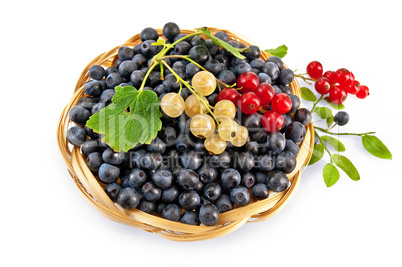 Blueberries with red and white currants