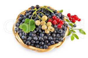 Blueberries with red and white currants