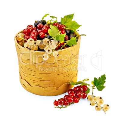 Currants in Berestov tueske